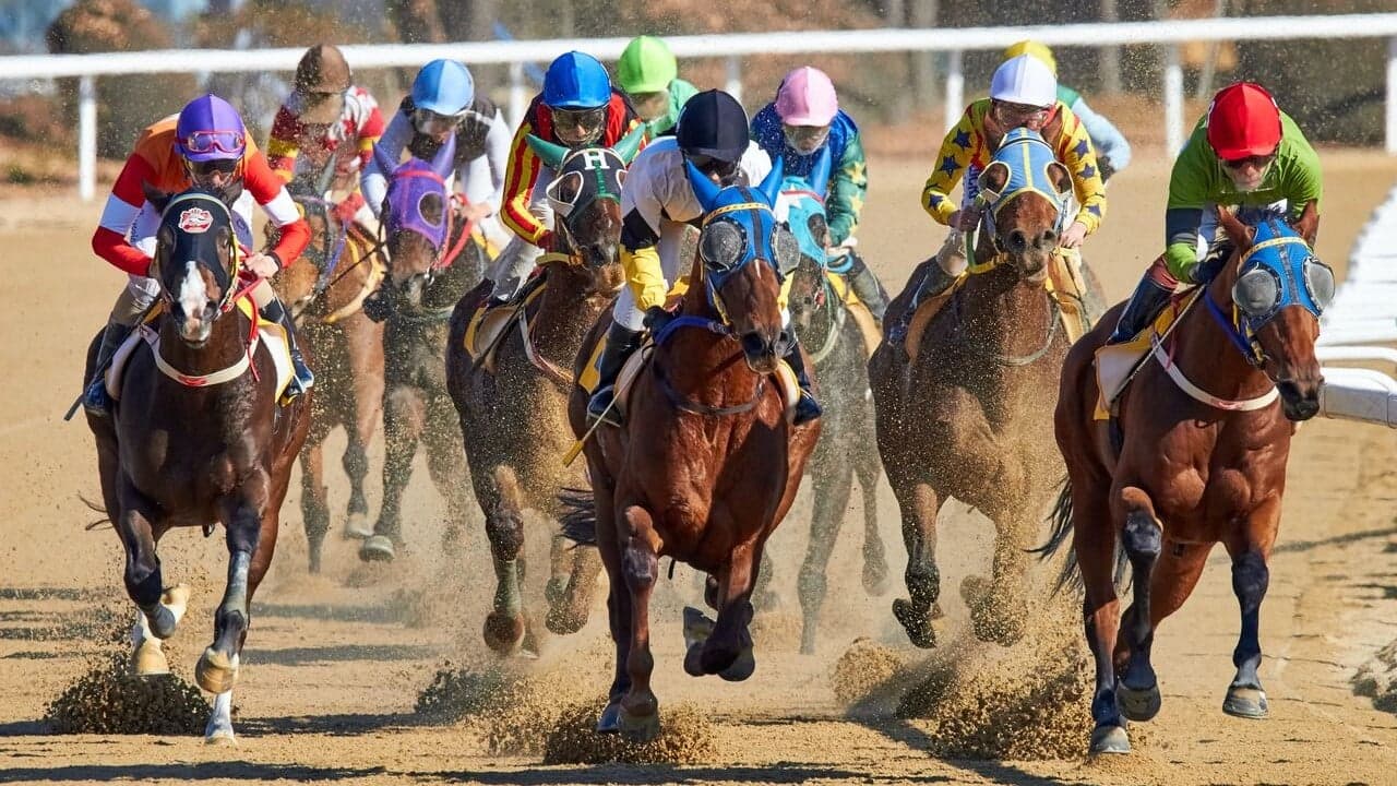 bet365 expands French horse racing offering through ZEturf